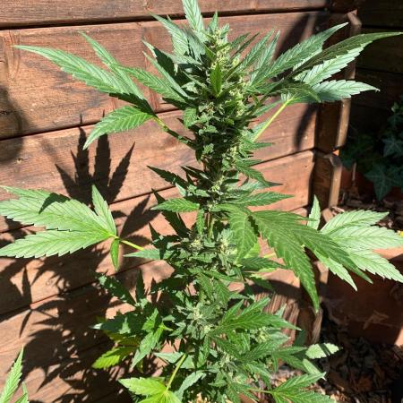 Blue Dream Auto Outdoor Living Soil