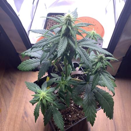 Purple Skunk Automatic Mini Grow