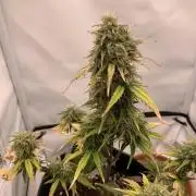 Royal Creamatic mini grow