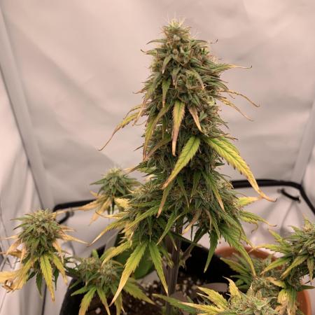 Royal Creamatic mini grow