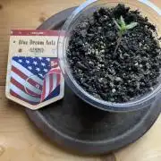 Blue Dream Auto Outdoor Living Soil