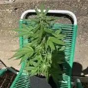 Grape Ape F1 Auto watering