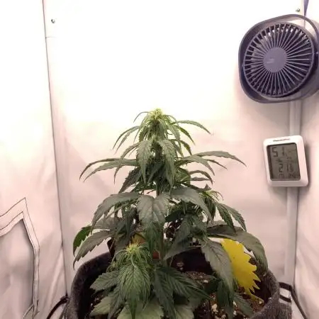 Pineapple Express F1 Zamnesia mini grow