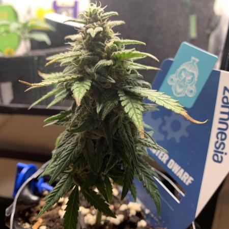 Monster Dwarf Auto Pikendi Micro Grow