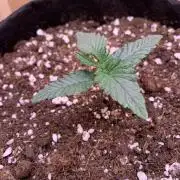 Pink Rozay Pikendi Micro Grow