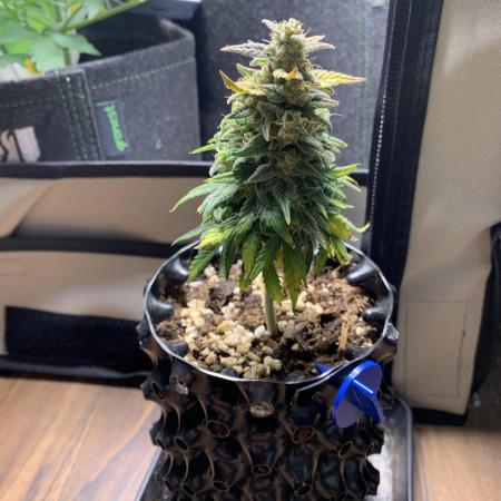 Monster Dwarf Auto Pikendi Micro Grow