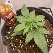 Pineapple Express F1 Zamnesia mini grow