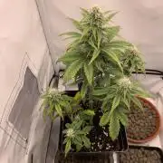 Purple Skunk Automatic Mini Grow