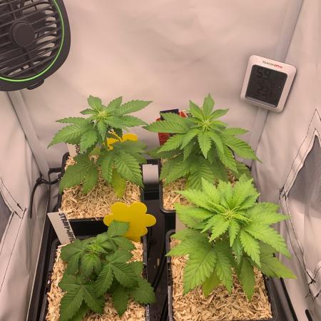 2 Liter 12/12 grow from seed