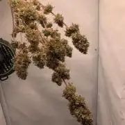 White Widow F1 mini Grow