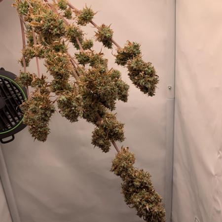 White Widow F1 mini Grow