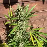 FastBuds Gelato Outdoor living soil