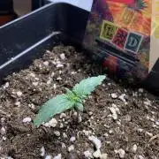 LSD Automatic Zamnesia mini Grow