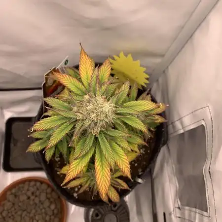 Pineapple Express F1 Zamnesia mini grow