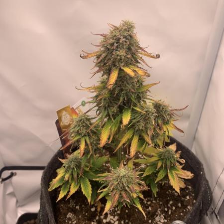 Pineapple Express F1 Zamnesia mini grow