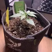 Royal Creamatic mini grow