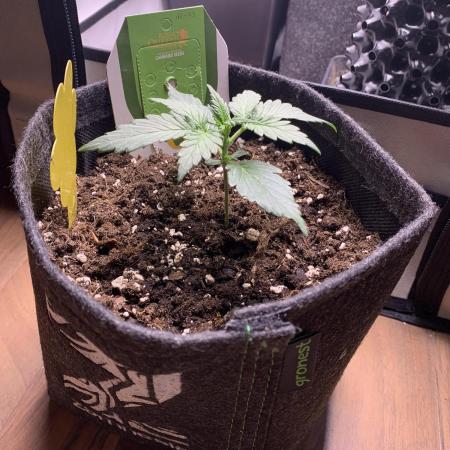 Royal Creamatic mini grow