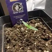 Purple Skunk Automatic Mini Grow