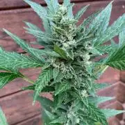 Blue Dream Auto Outdoor Living Soil