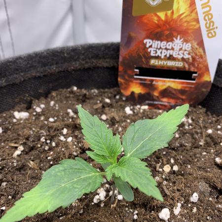 Pineapple Express F1 Zamnesia mini grow