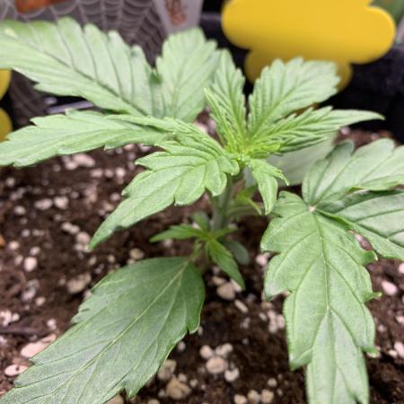 White Widow F1 mini Grow