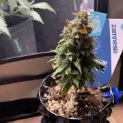 Monster Dwarf Auto Pikendi Micro Grow