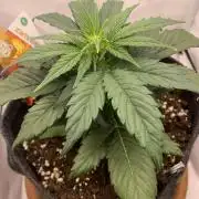 Pineapple Express F1 Zamnesia mini grow