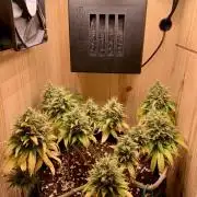 Pink Rozay Pikendi Micro Grow