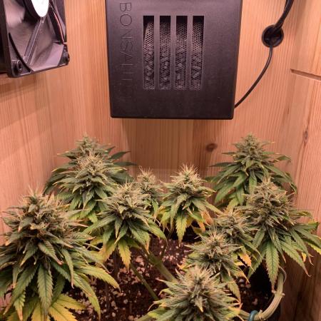 Pink Rozay Pikendi Micro Grow