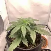 White Widow F1 mini Grow