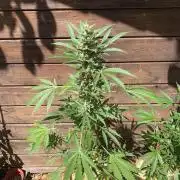 FastBuds Gelato Outdoor living soil