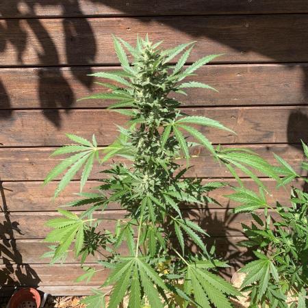 FastBuds Gelato Outdoor living soil