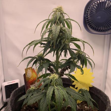 Pineapple Express F1 Zamnesia mini grow