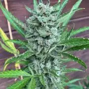 FastBuds Gelato Outdoor living soil