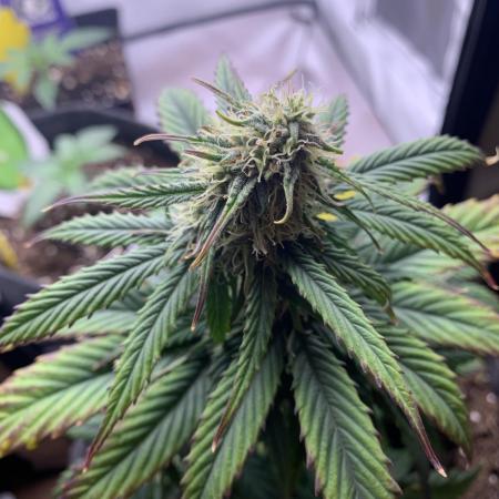 Pineapple Express F1 Zamnesia mini grow