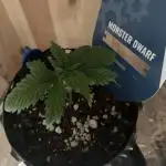 Monster Dwarf Auto Pikendi Micro Grow