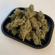 FastBuds Gelato Outdoor living soil