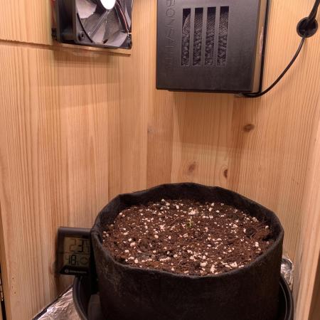 Pink Rozay Pikendi Micro Grow