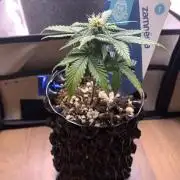 Monster Dwarf Auto Pikendi Micro Grow