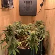 Pink Rozay Pikendi Micro Grow