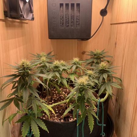 Pink Rozay Pikendi Micro Grow