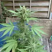 Grape Ape F1 Auto watering