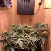 Pink Rozay Pikendi Micro Grow