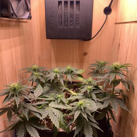 Pink Rozay Pikendi Micro Grow
