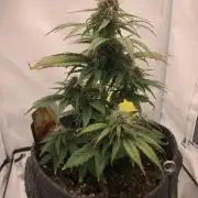 Pineapple Express F1 Zamnesia mini grow