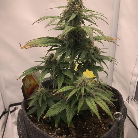 Pineapple Express F1 Zamnesia mini grow