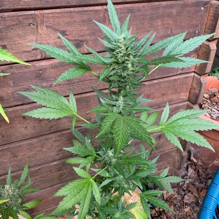 Blue Dream Auto Outdoor Living Soil