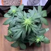Royal Creamatic mini grow