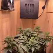 Pink Rozay Pikendi Micro Grow