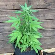 Grape Ape F1 Auto watering